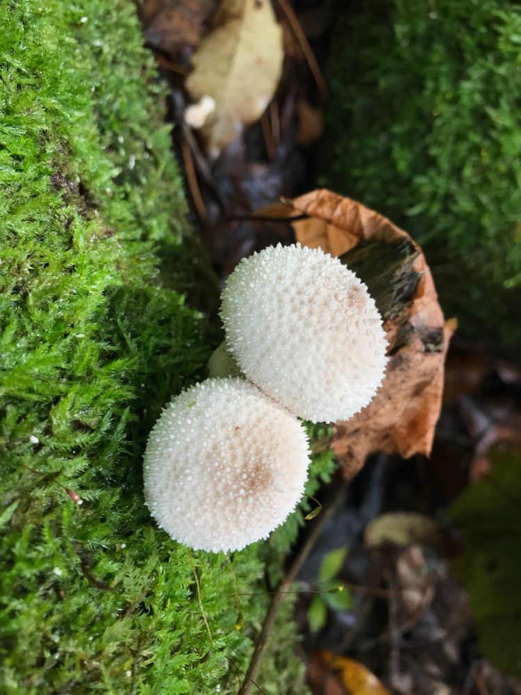 Image depicts two small white mushrooms with little bumps on the caps that make it look gem studded. 