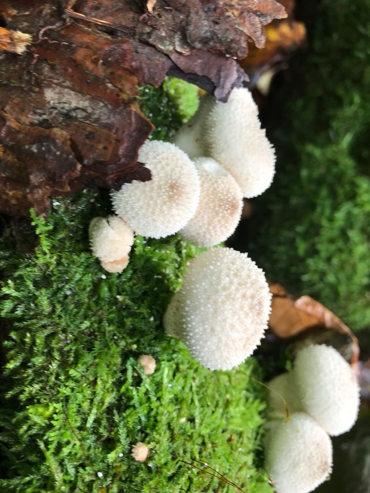 Image depicts a cluster of small white mushrooms with little bumps on the caps that make it look gem studded. 