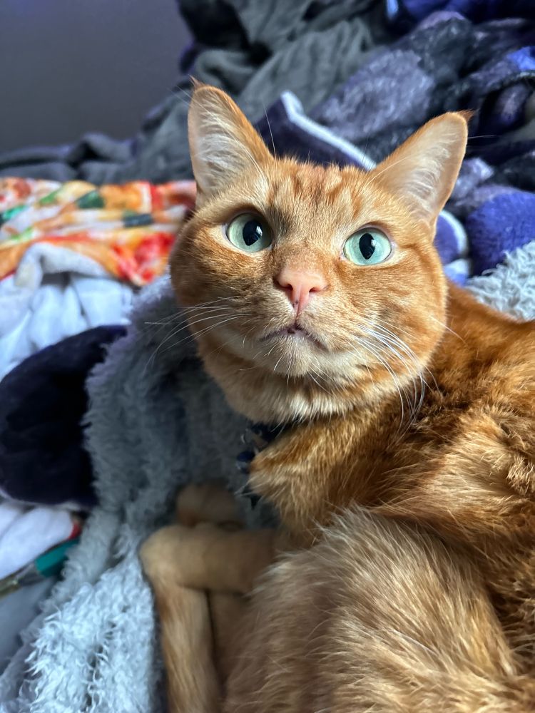 A green eyed orange cat looking up at the camera with a kind expression, he is surrounded by blankets 