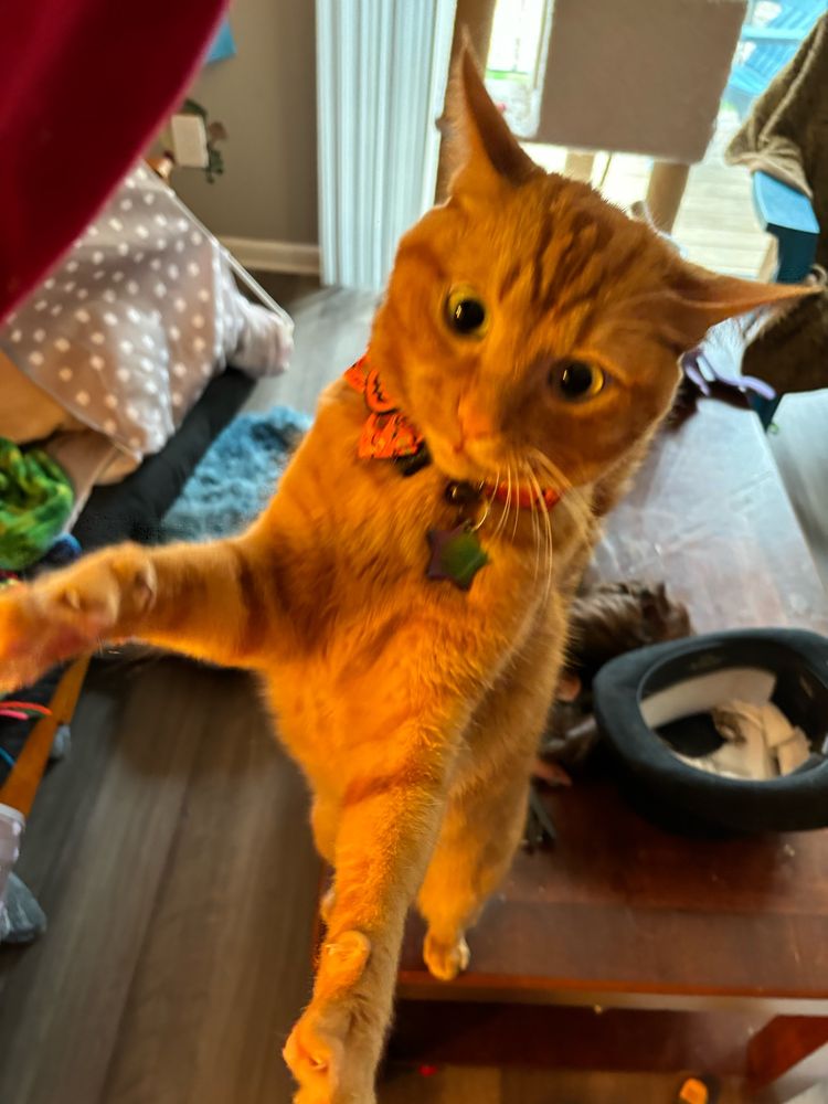An orange cat with an orange pumpkin bow collar and star tag with a bell reaching out to just below the camera, his pupils are very large. There is a cat tower in the background
