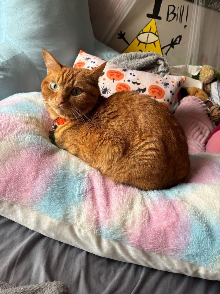 An orange cat with all four legs tucked under him and upwards facing ears looking at the camera. He is on a blue, pink, and white pillow with a Halloween pillow and bill cipher in the background 