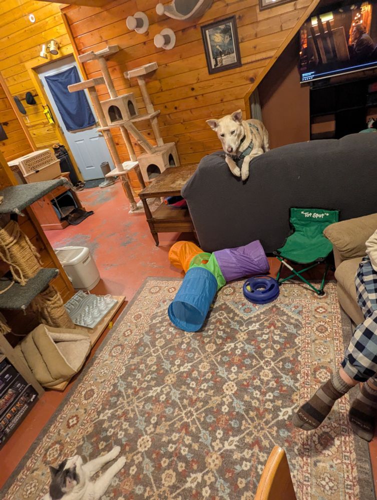 A very cute husky perched on the back of a couch looking down at a very cute cat lounging on the floor below.