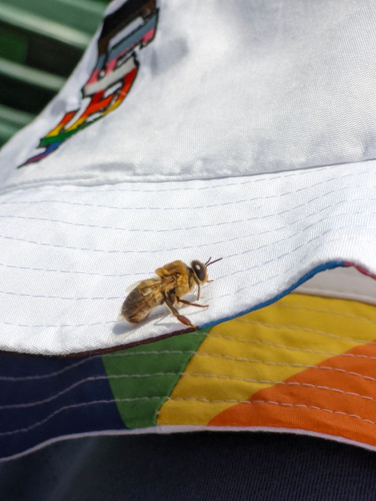 A cute little honeybee that landed on the brim of my San Francisco Giants pride bucket hat, while I was wearing it! I took it off of my head and got to watch it clean itself. Super cute and friendly lil friend!