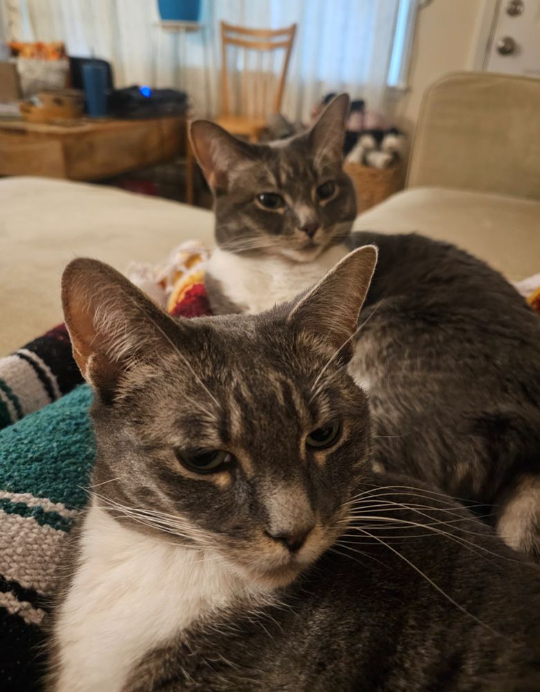 Two tabby and white cats sit one in front of the other on a colorful blanket, both looking at the camerawoman