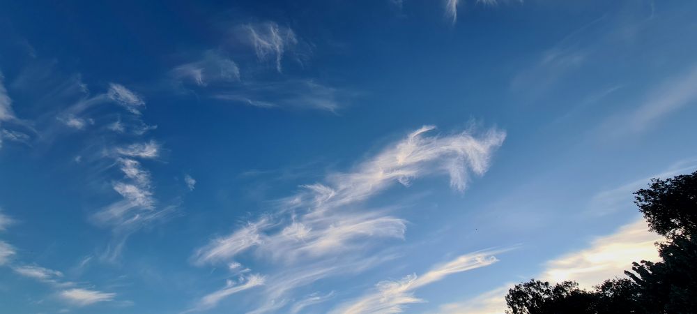 des citrus balayé par le vent sous le ciel bleu du couchant