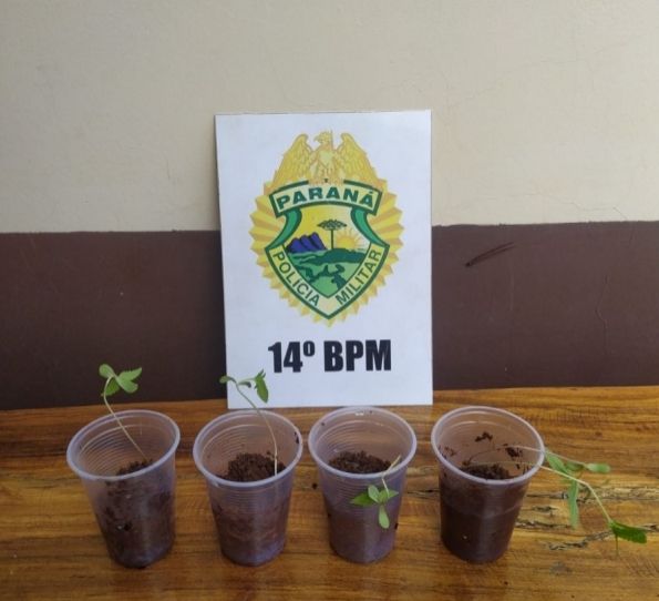 4 plastic cups with marijuana seedlings presented by Paraná military police. DrugBust