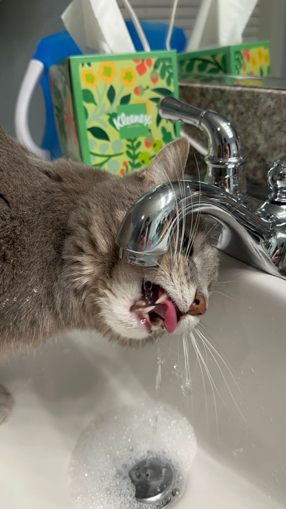 cat drinking out of faucet 