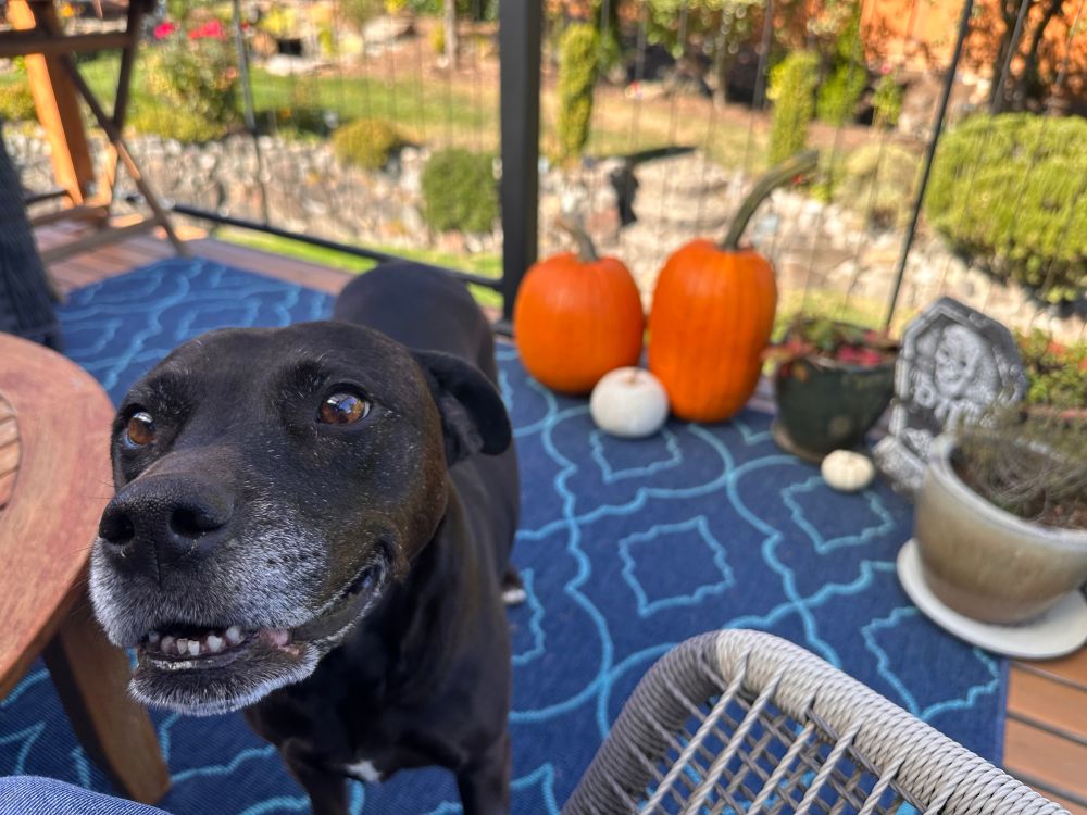 Photo of our dog, a dark-haired pittie with a graying snoot, on the deck in the daylight with some pumpkins and a fake headstone behind her