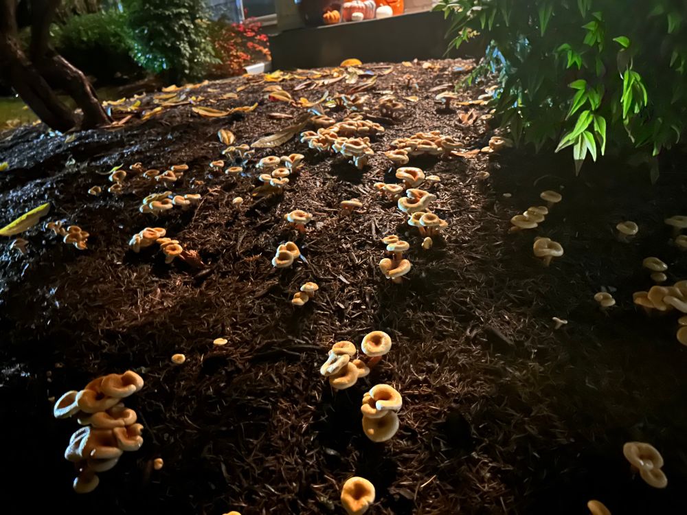 Photo taken at night showing a bunch of mushrooms in mulch, backlit by the porch light