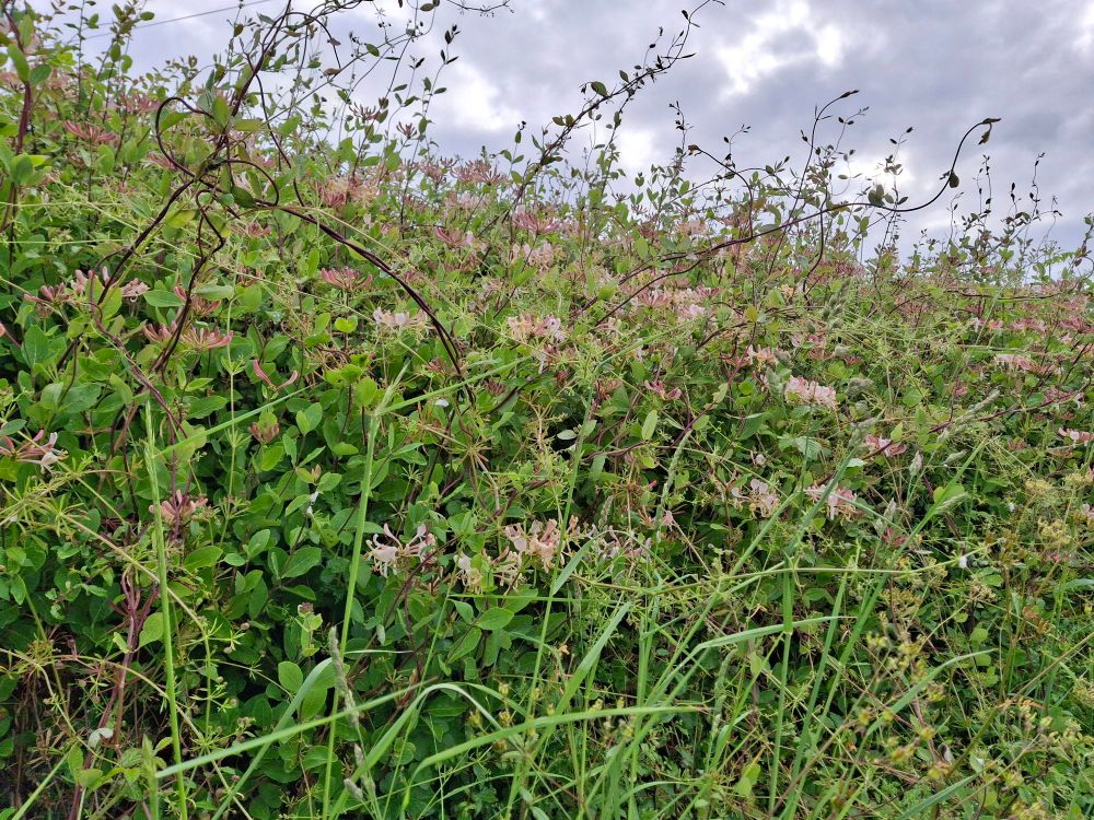 A hedge full of honeysuckle