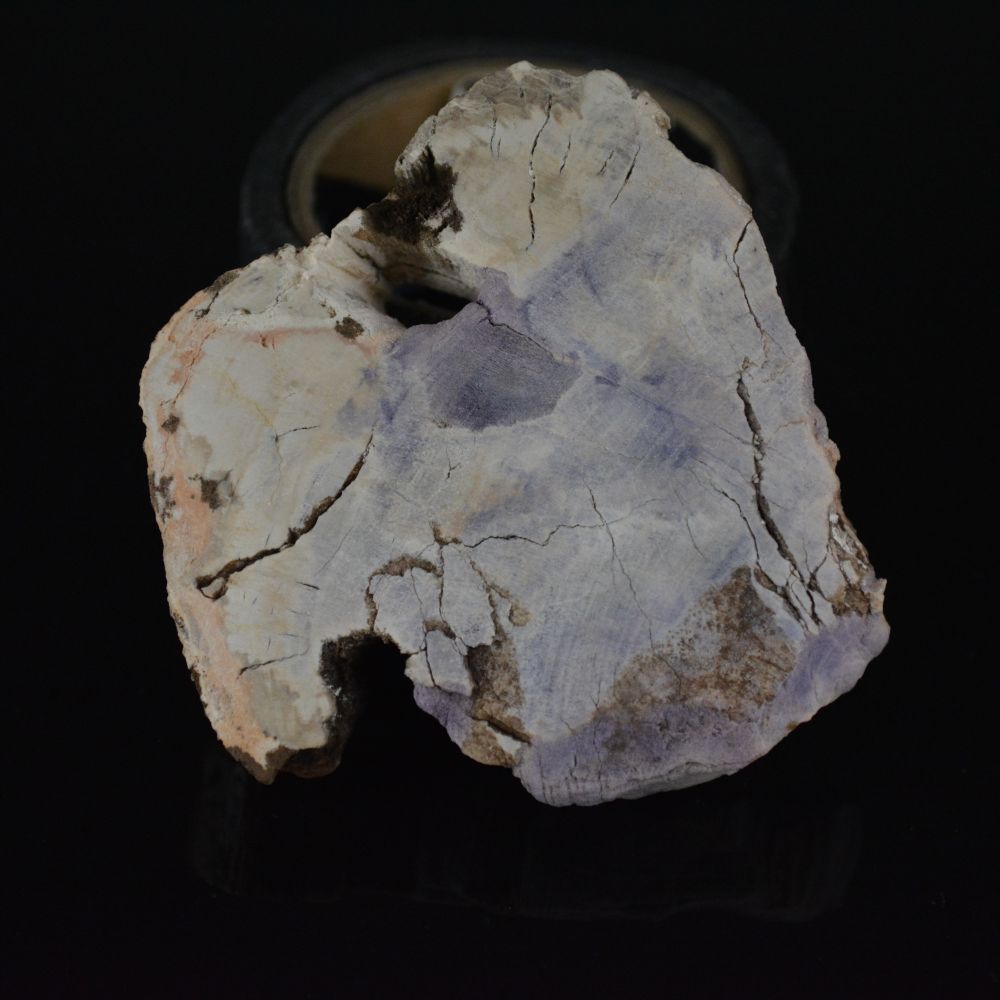 Flat, cut slab of milky-white petrified wood with worm-like vein of deep purple Fluorite partially replacing it.