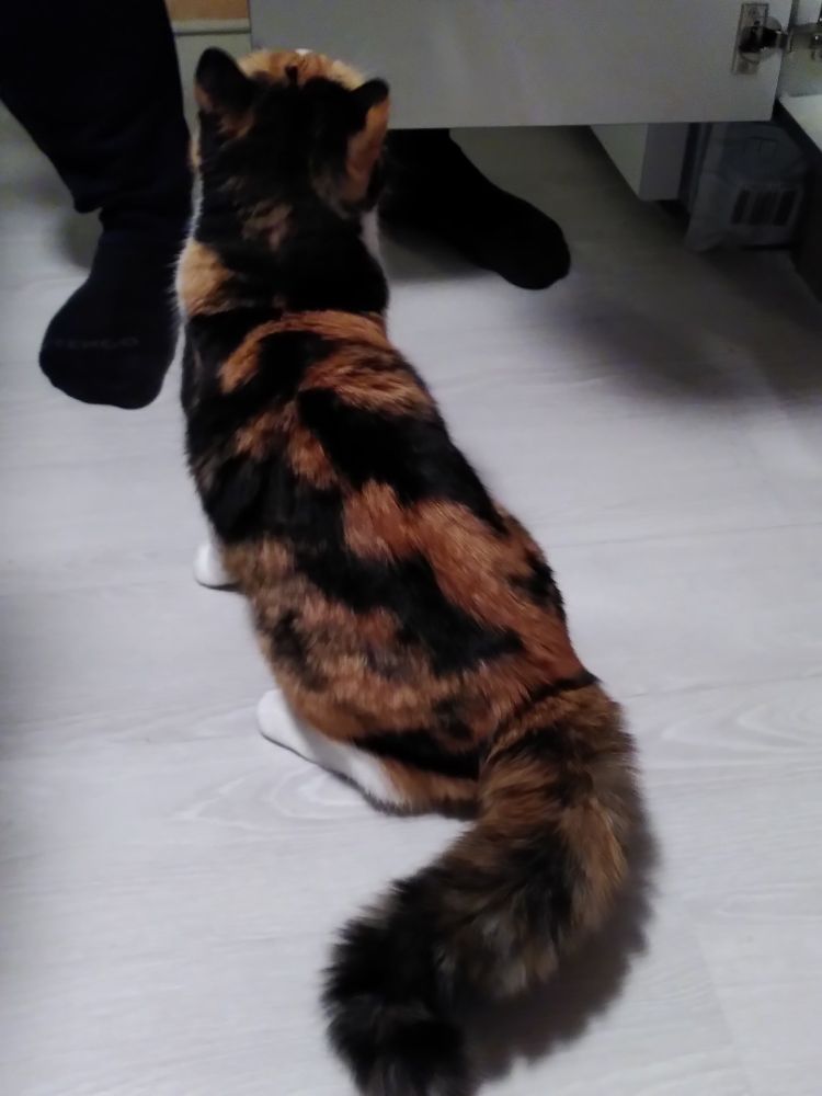 Photo d'un chat calicot de dos qui attend impatiemment quelque chose. Sa queue est tout hérissée d'excitation 