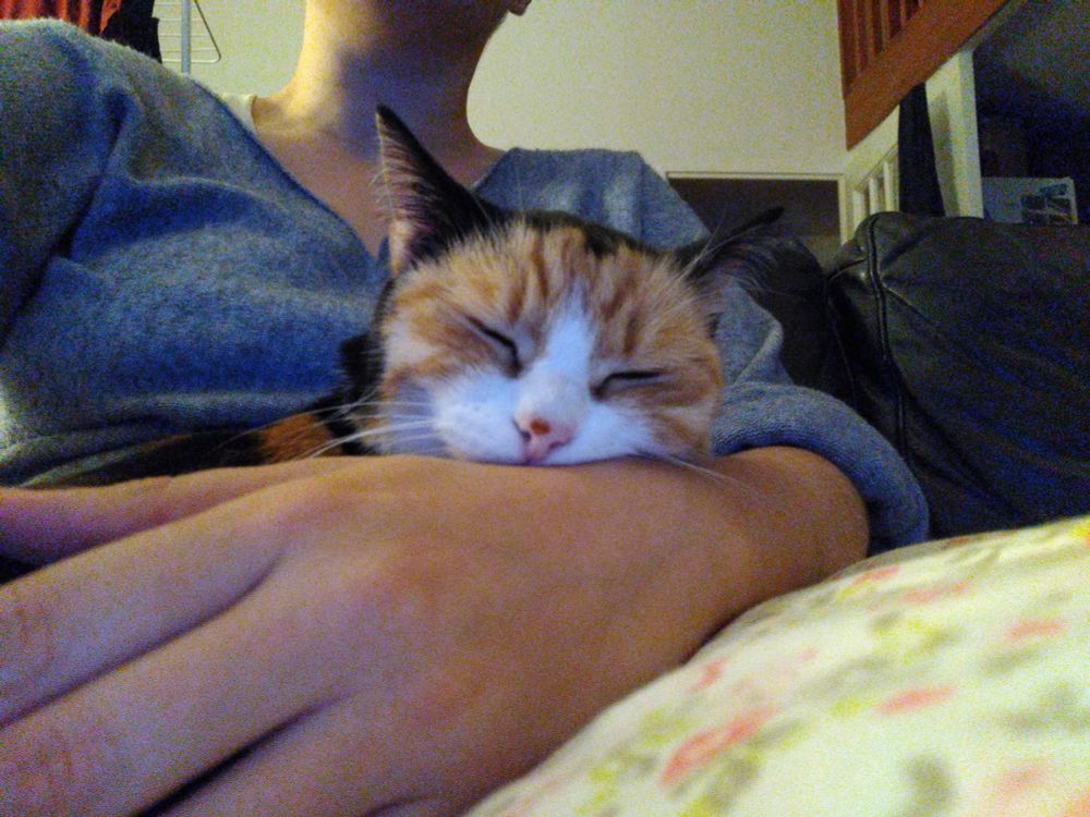 Photo de chat en train de dormir profondément. On ne voit que sa tête qui repose sur ma main