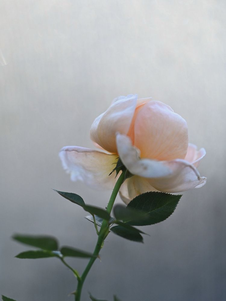 Pale peach glowing petals of Abbaye de Cluby hybrid tea rose against a frosted greenhouse pane of plexiglass 