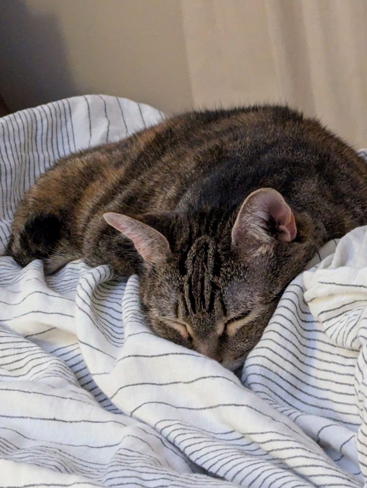 A torbie cat is asleep on a bed, laying on top of legs.