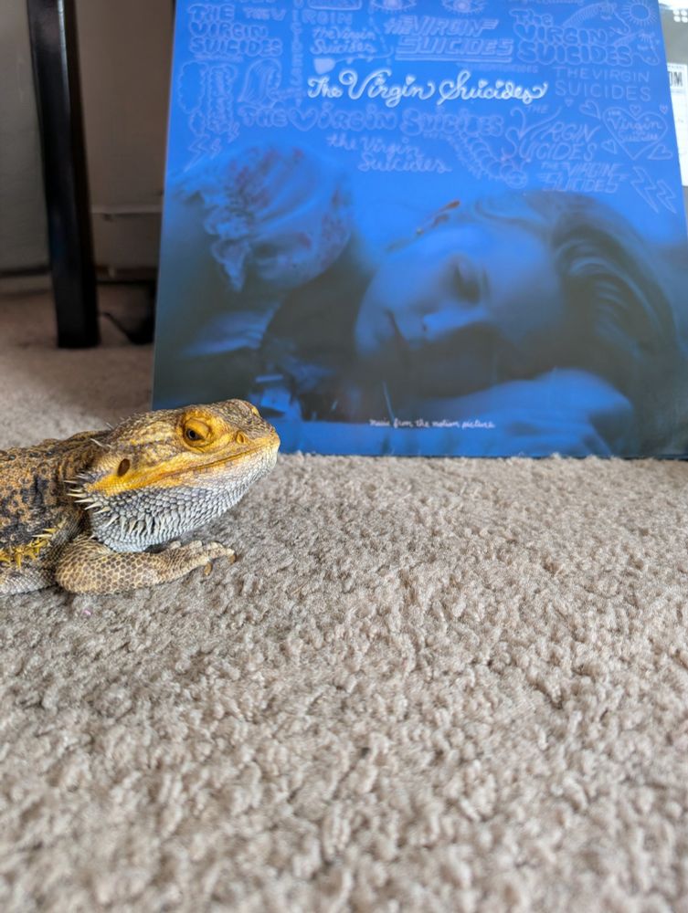 My bearded dragon looks on approvingly at the movie soundtrack to The Virgin Suicides. 
