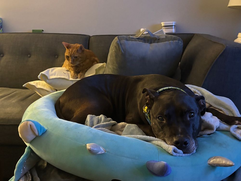 Black pitbull and orange tabby cat