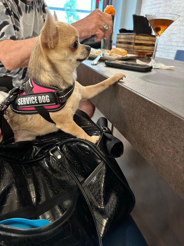 Picture of chihuahua with her paw on a bar & a manhattan to her left. 