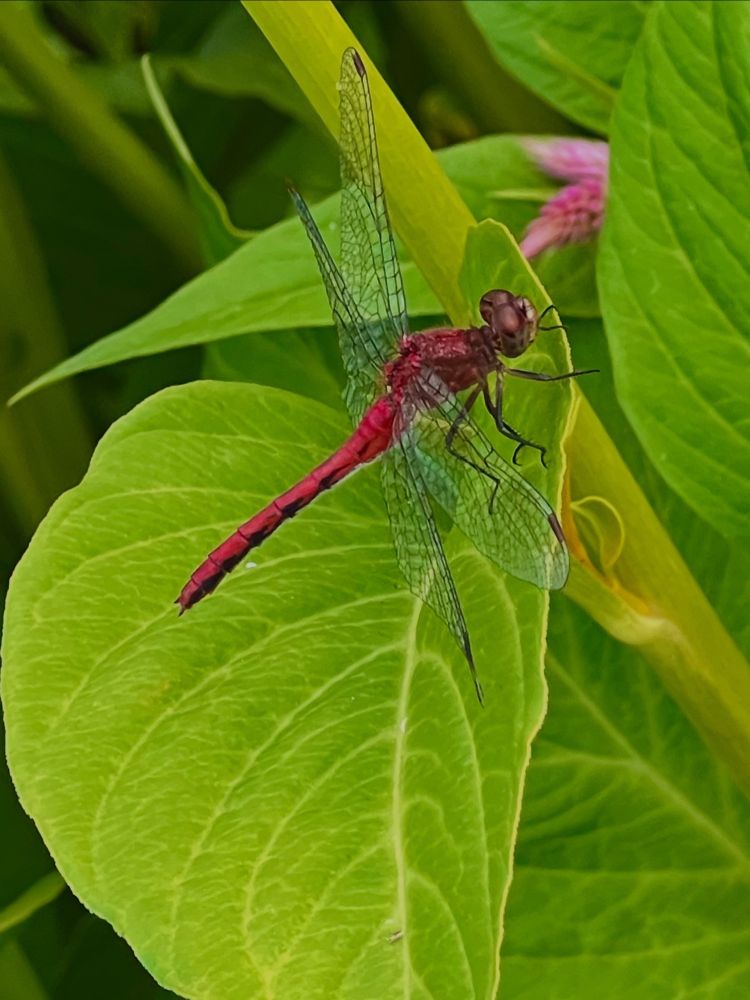 A red dragonfly on green leaves