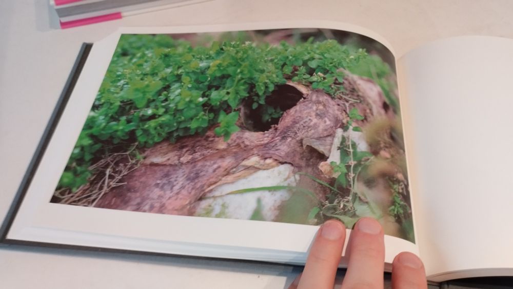Photo of a horse skull overgrown with green plants 