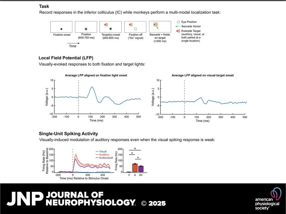 Graphical abstract from the Journal of Neurophysiology with 3 panels. The first panel is titled "Task" with the text: "Record responses in the inferior colliculus (IC) while monkeys perform a multi-modal localization task." A diagram depicts a behavioral task requiring a subject to fixate their eyes on a central light, wait for a target (auditory, visual, or both at a single location) to appear, and then move their eyes to the location of the target. The second panel is titled "Local Field Potential (LFP)" with the text: "Visually-evoked responses to both fixation and target lights." Two figures show the average local field potential (LFP) from multiple recording sites over time during a trial, showing a response that deviates from the pre-stimulus baseline in response to the fixation light (left figure) and visual targets (right figure). Finally, the third panel is titled "Single-Unit Spiking Activity" with the text: "Visually-induced modulation of auditory responses even when the visual spiking response is weak." Two figures follow. The first figure is a peri-stimulus time histogram (PSTH) from one neuron, showing the response to a visual, auditory, and audiovisual target over time. The second figure is a bar plot quantifying the first figure, showing that the audiovisual response has a lower firing rate than the auditory response, despite the visual response for this neuron being near zero. Below the 3 main panels of the graphical abstract is a footer with the logo of the American Physiological Society and the Journal of Neurophysiology.