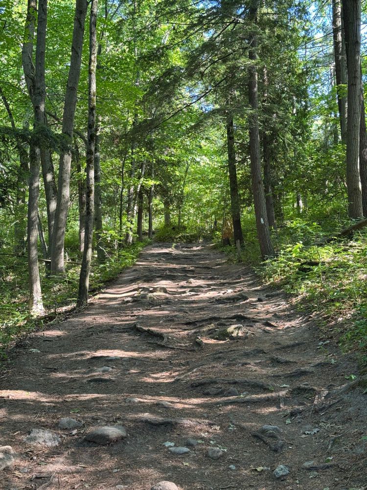 Shot of pathway on a trail near to Rouge Hill. Roots are visible on the pathway, with tall slender trees and low-lying shrubs on both sides of the path