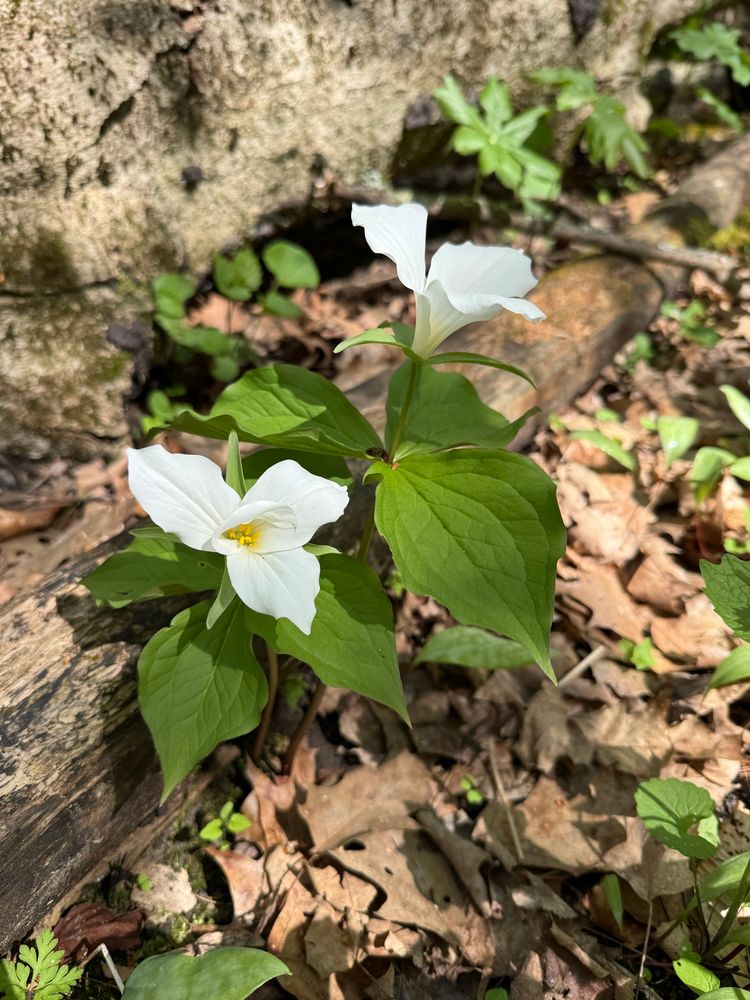 Close up of trillium flowers