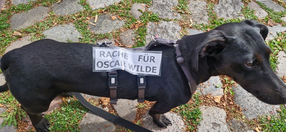 Kleiner schwarzer Hund trägt ein Schild, auf dem Rache für Oscar Wilde gefordert wird. 