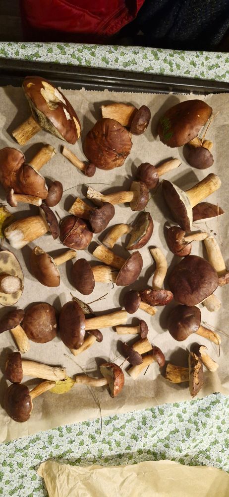 Ein Blech mit Waldpilzen.