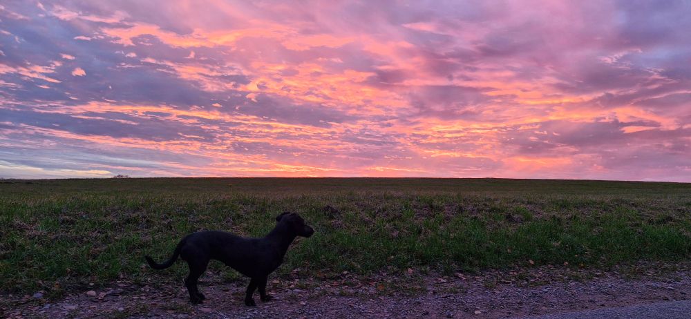 Kleiner schwarzer Hund vor Sonnenuntergang. Der Himmel leuchtet in Rosa- und Blautönen. 