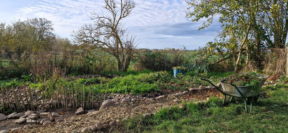 Gemüsegarten in progress. 