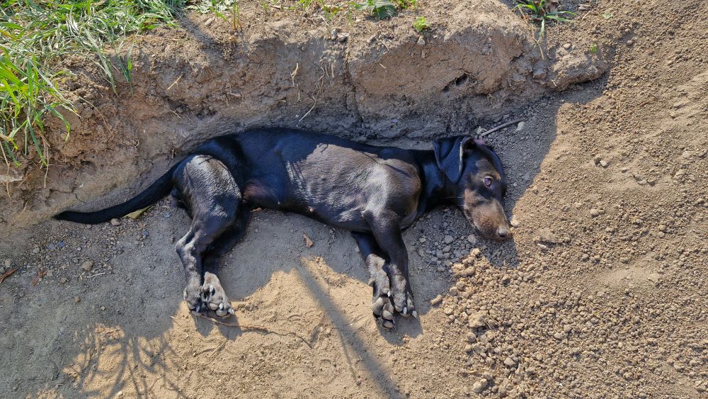 Kleiner schwarzer Hund liegt auf dem Boden.