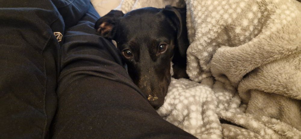 Kleiner schwarzer Hund kuschelt sich an meine Beine und eine Decke und schaut direkt in die Kamera. 