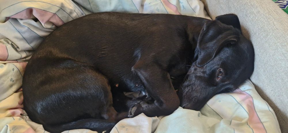 Ein kleiner schwarzer Hund hat sich auf einem gemusterten Kopfkissen eingekuschelt.
