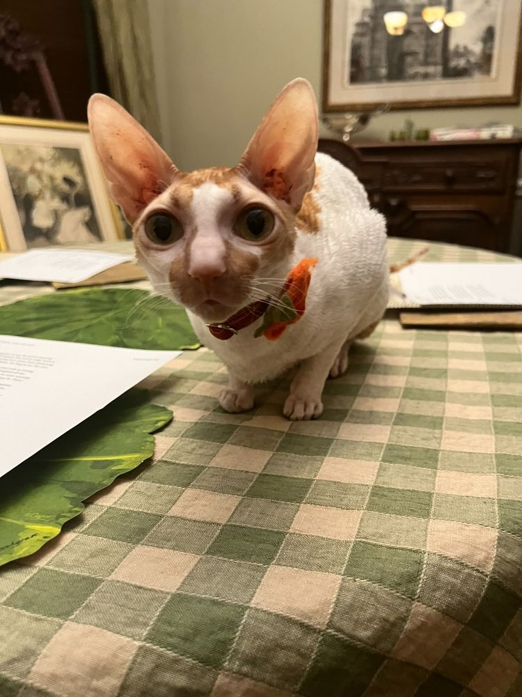 Cornish Rex named Colette