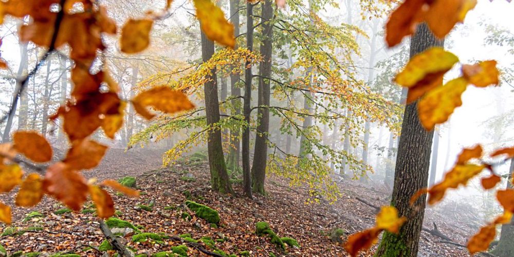 Einigung auf EU-Gesetz zur Rettung der Natur