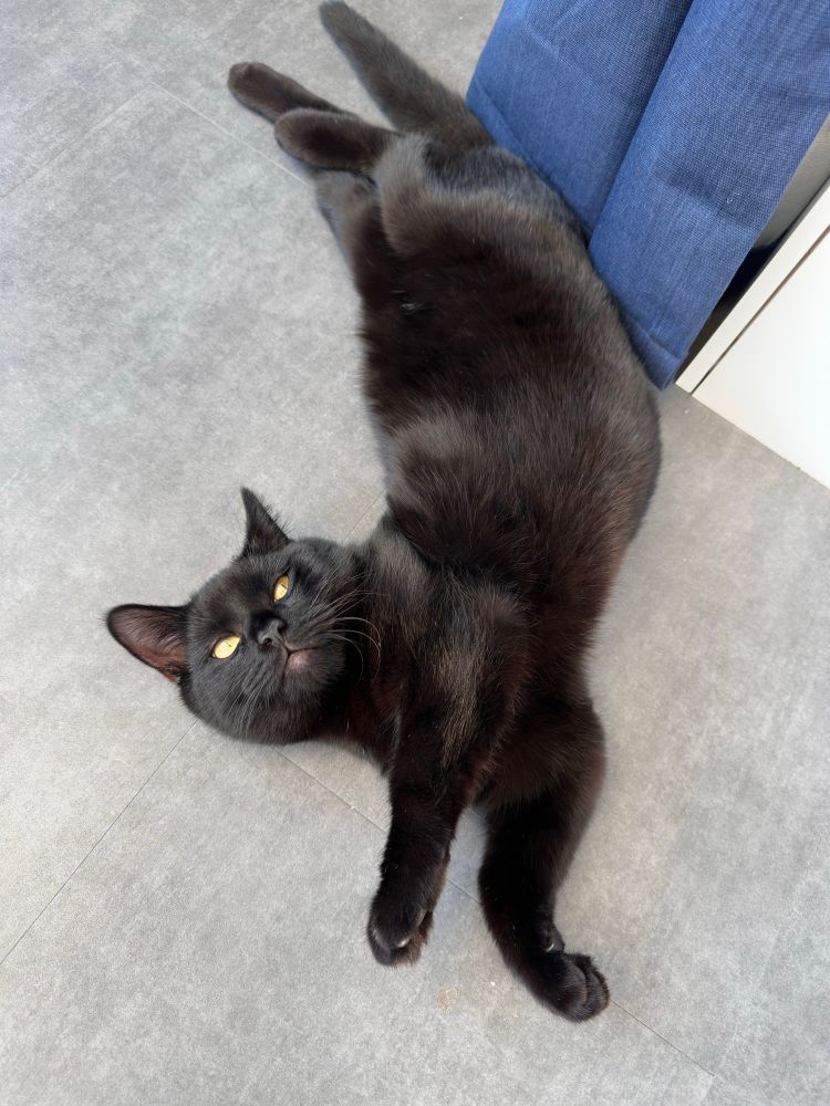 Kit’s cat Dreadnought sleepily lies down. He is twisted like a pretzel. 