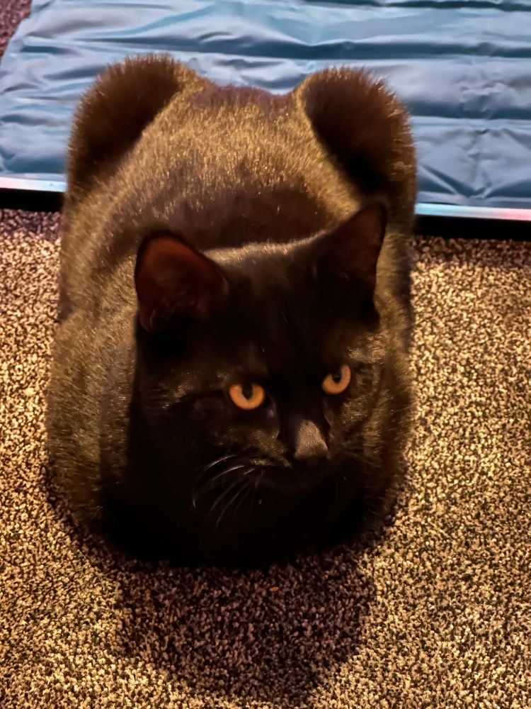 Kit’s black cat, Dreadnought, loafs.