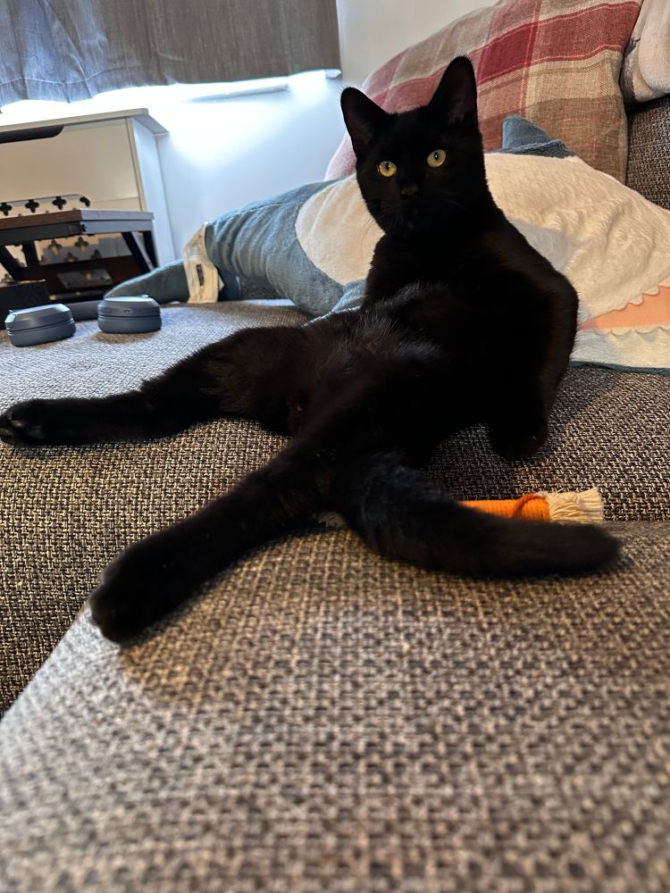 Dreadnought the black cat sits up like a man while looking at the camera.