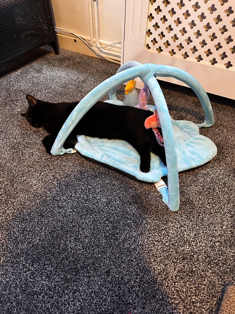Kit’s cat Dreadnought sleeps on his little baby mobile. As he is a liquid, he has sloshed to the left outside the mobile. 