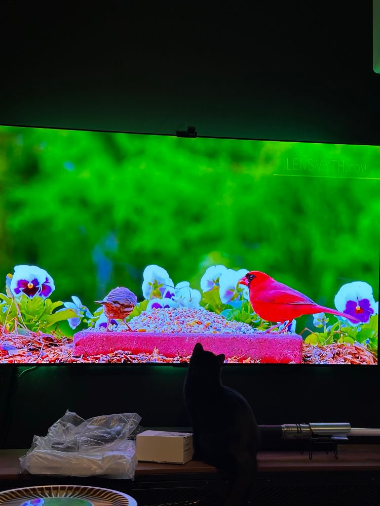 Dreadnought, Kit’s cat, intently watches birds on the TV.