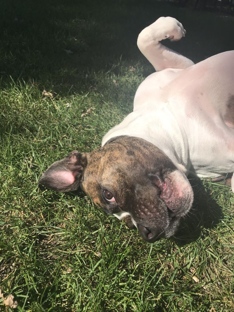 a white and brown brindle pitt and boxer mix dog laying upside down in the grass. 