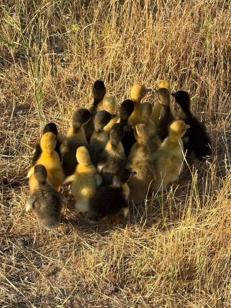 A pile of ducklings wandering in brown grass