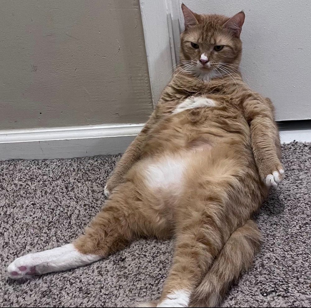 A large orange tabby cat lounging like the laziest guy you ever saw. 