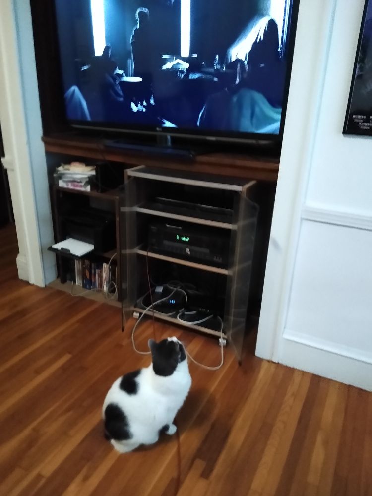 A grey and white cat stares up at a TV that is showing a dark scene from the horror show Penny Dreadful.