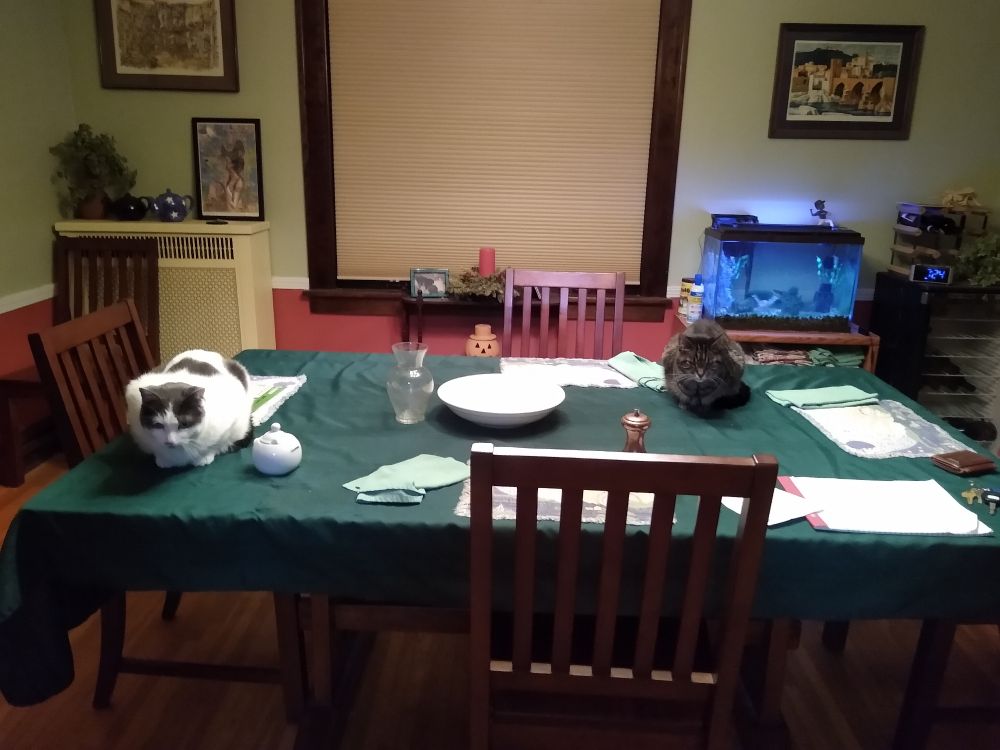 Our dining room table with two cats, one great and white, one tabby, crouched on the table waiting for us to bring our food.