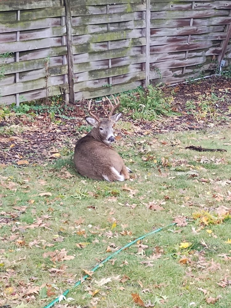 A young deer with antlers, lying on the grass next to a wooden fence.