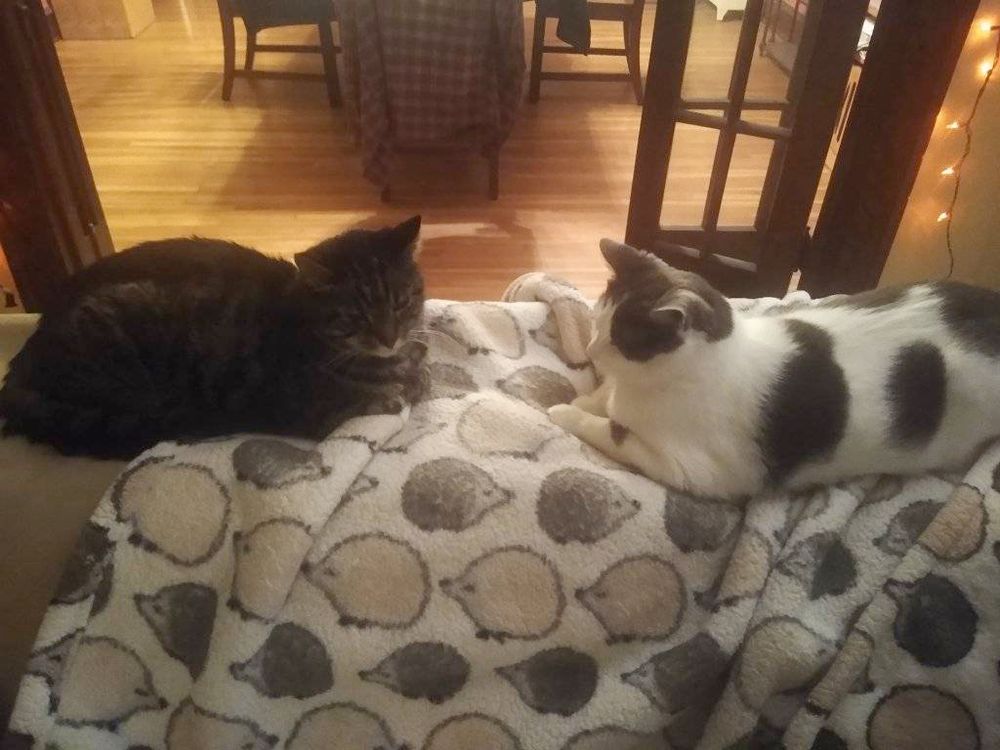 Two cats, one tabby and one grey and white, both in meatloaf pose facing each other and scowling while sitting on a white blanket covered with a pattern of hedgehogs.