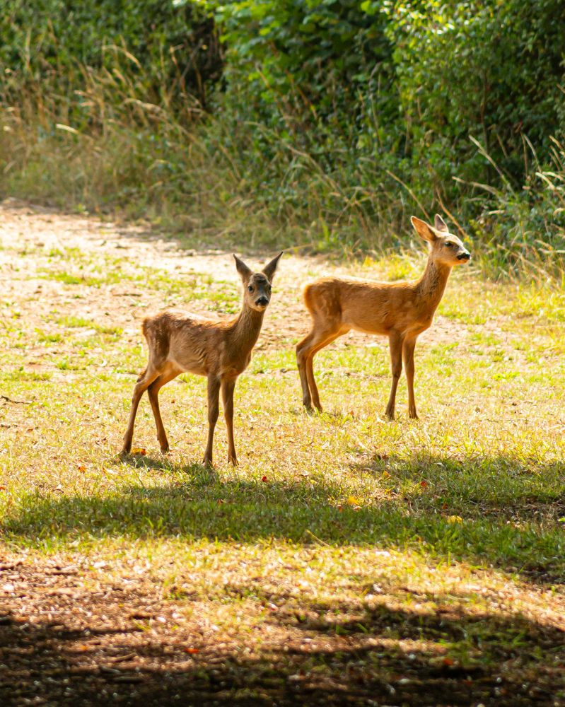 Two juvenile roe deer with light brown fur, dark noses, and large ears pointed up stand in the sunlit grass of the corner of a field beside a hedge.