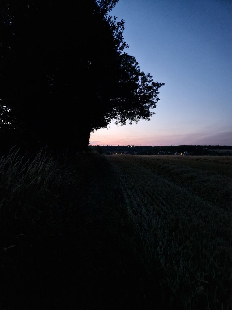 A path alongside a crop field lined by trees under a clear sky in twilight